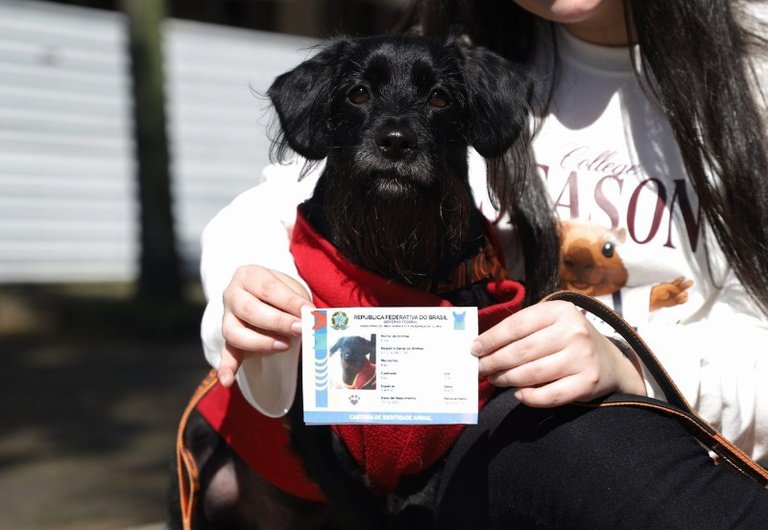 Registro de cães e gatos no Brasil somam 1,3 milhão; saiba como cadastrar