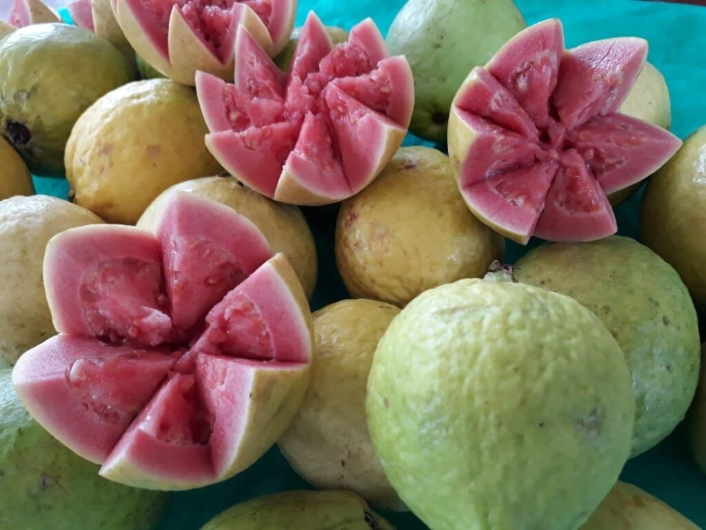 Brazlândia recebe mais uma edição da tradicional Feira da Goiaba
