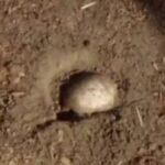 Caça aos ovos de Páscoa revela crânio humano em parque Caça aos ovos de Páscoa revela crânio humano em parque