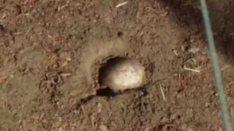 Caça aos ovos de Páscoa revela crânio humano em parque