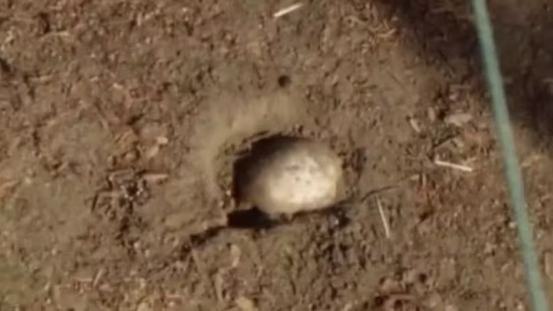 Caça aos ovos de Páscoa revela crânio humano em parque