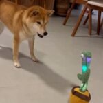 Cachorro e ‘cacto falante’ geram polêmica e viram sensação