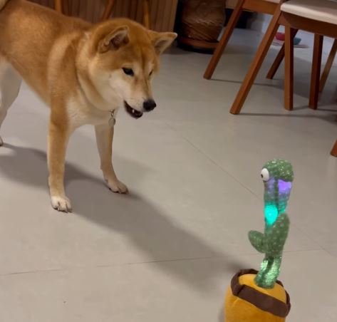 Cachorro protagoniza ‘discussão’ com ‘cacto falante’ e viraliza; VEJA