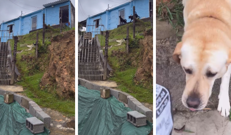 cachorro inteligente viraliza ao buscar encomendas para dona