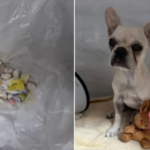 Cadela é hospitalizada após engolir 55 pedras de crack