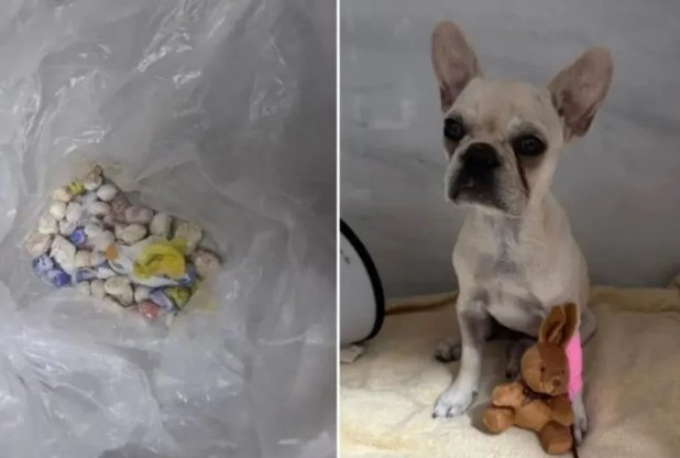 Cadela é hospitalizada após engolir 55 pedras de crack