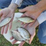 Câmara aprova novas regras rigorosas para seguro-defeso