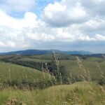 Campos naturais do Brasil: resistência e plantas centenárias