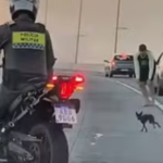 Cão Pinscher desaparecido é flagrado desafiando trânsito e polícia