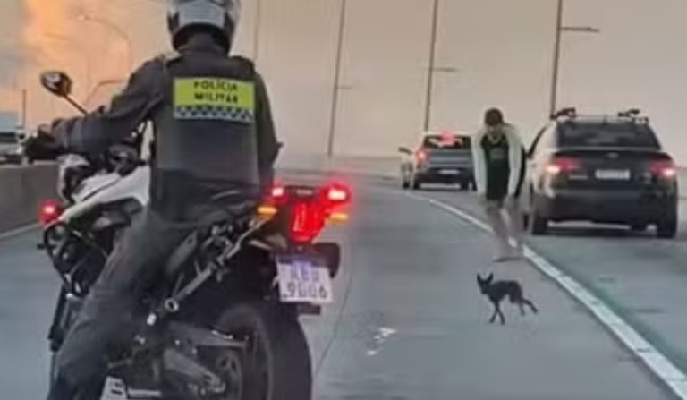 Pinscher é visto 'driblando' carros e policiais; cão está desaparecido