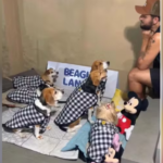 Cãominhada Noturna e Natação: Sucesso das Escolinhas Caninas