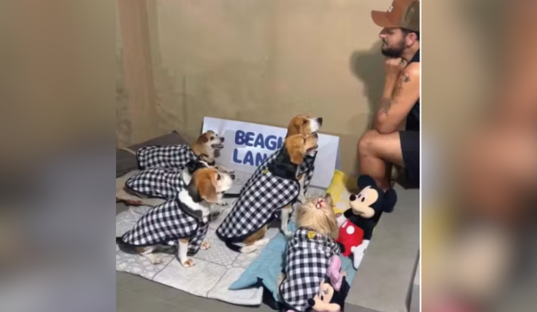 'escolinha' de cães vira fenômeno com natação e noite do pijama