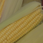 Capela do Alto: Tradição do Milho Garante Renda e Cultura Local