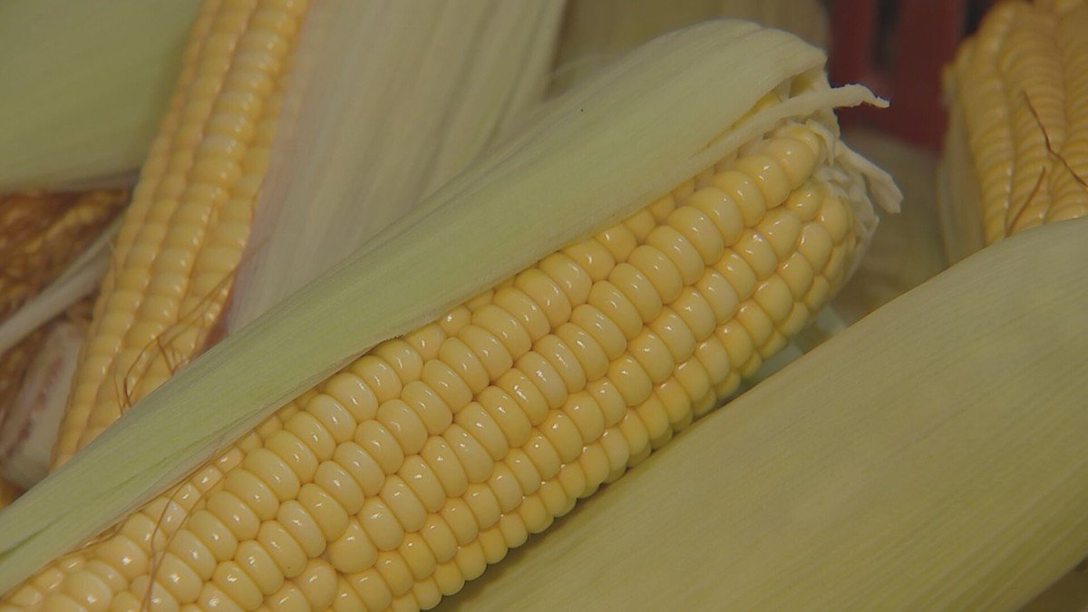 Capela do Alto: Tradição do Milho Garante Renda e Cultura Local