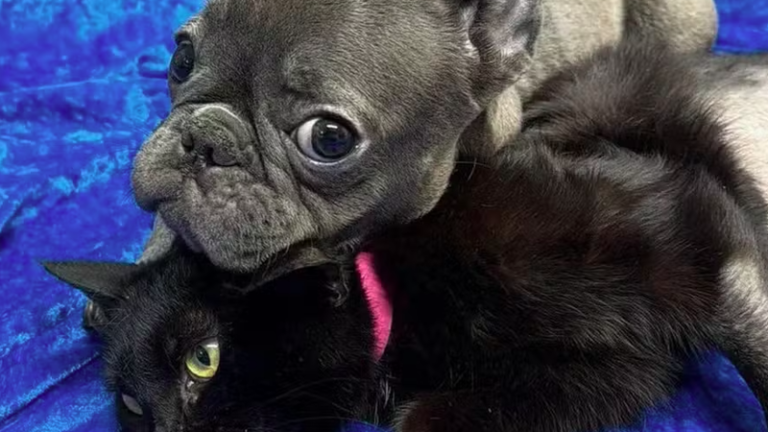 Casal adota cadela e gata amputadas, unindo amor e superação