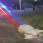 Cavalo morre em acidente na movimentada avenida de Salvador