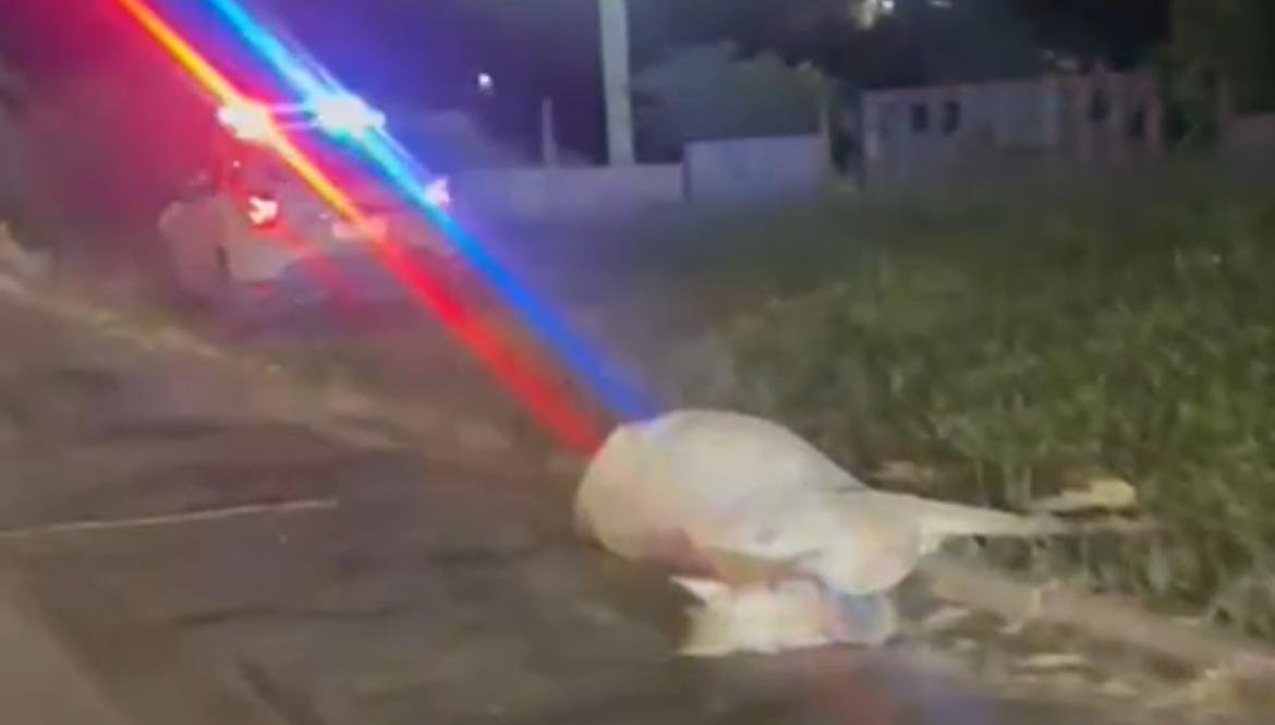 Cavalo morre em acidente na movimentada avenida de Salvador