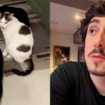 Como Proteger Seu Pet Após Caso de Envenenamento de Gato