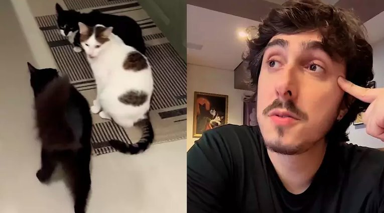 Como Proteger Seu Pet Após Caso de Envenenamento de Gato