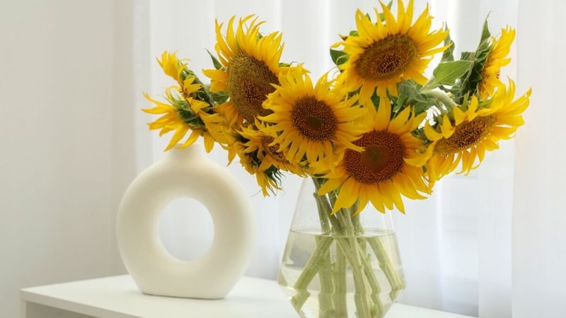 Descubra 4 Vantagens de Ter Plantas em Casa