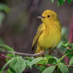 Descubra o Significado do Canto de Pássaros em Casa Durante o Dia