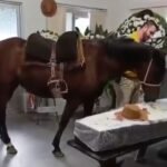 Égua comove ao se despediu do dono em velório em SC