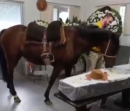 égua emociona ao se despedir do dono em velório em SC