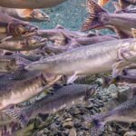 Estudo revela que salmão intoxicado por cocaína nada menos eficazmente