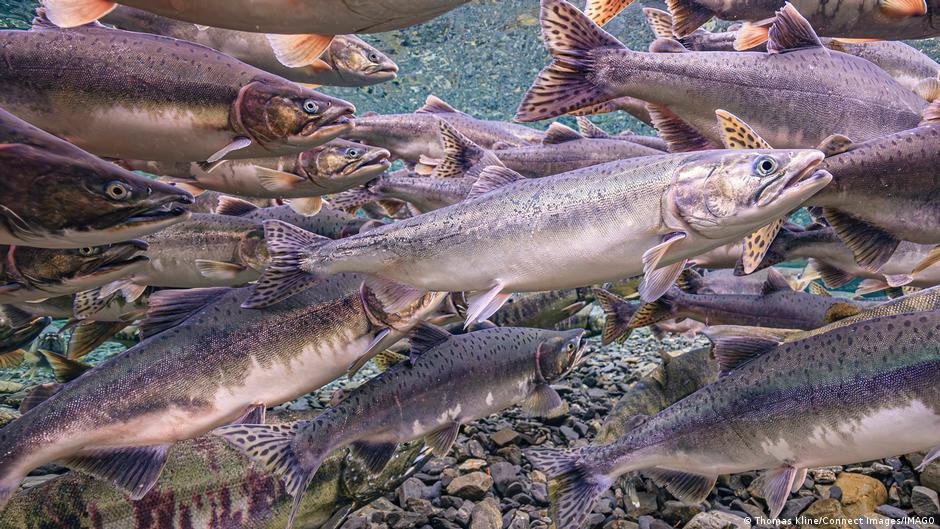 Estudo revela que salmão intoxicado por cocaína nada menos eficazmente