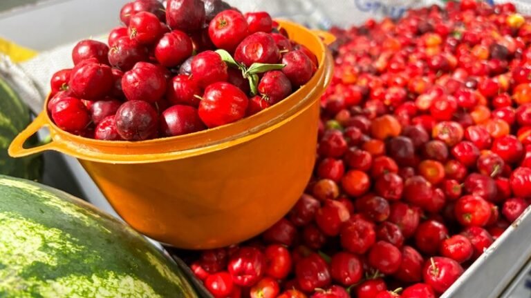 Feira de Agricultura Familiar une produtores de Alagoas