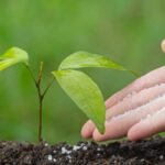 Fertilizante caseiro potencializa crescimento e saúde das plantas