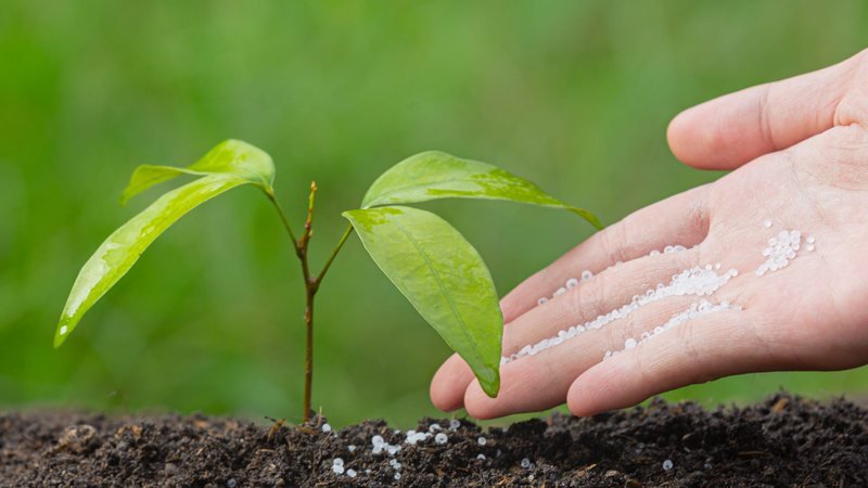 Fertilizante caseiro potencializa crescimento e saúde das plantas
