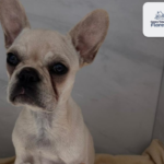 Filhote de buldogue se recupera após ingerir 55 pedras de crack