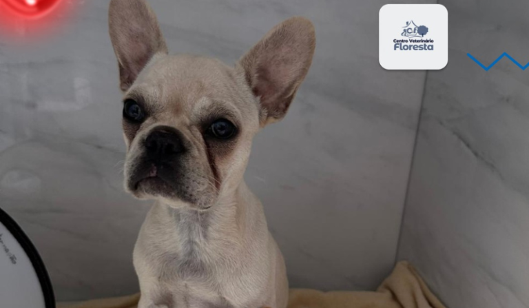 Filhote de buldogue que ingeriu 55 pedras de crack recebe alta da UTI