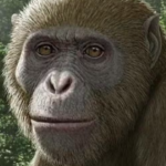 Fóssil no Egito revela segredos sobre a origem dos macacos