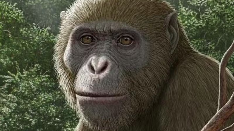 Fóssil no Egito revela segredos sobre a origem dos macacos