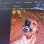 Funcionária erra e-mail e envia foto do cachorro ao RH Funcionária erra e-mail e envia foto do cachorro ao RH