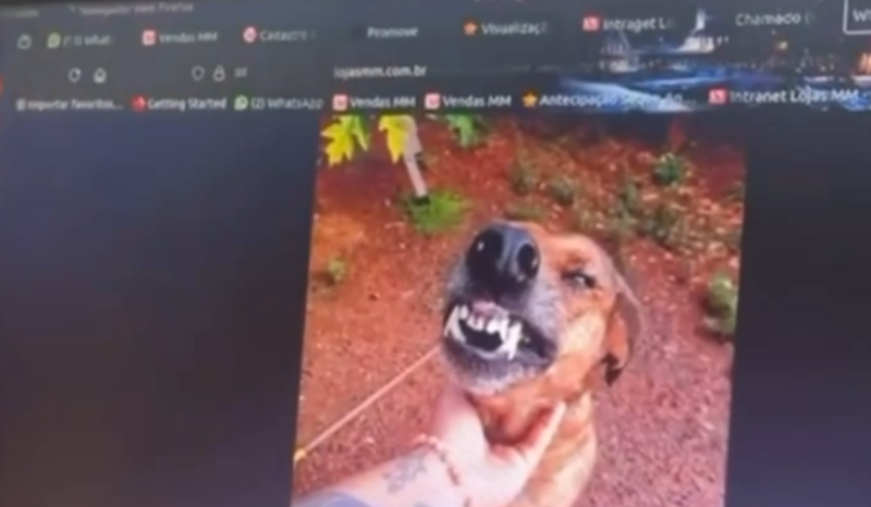 funcionária envia e-mail errado com foto do cachorro ao RH do trabalho