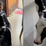 Garotinho e Bezerra: A Cena Inusitada que Viralizou! Garotinho e Bezerra: A Cena Inusitada que Viralizou!