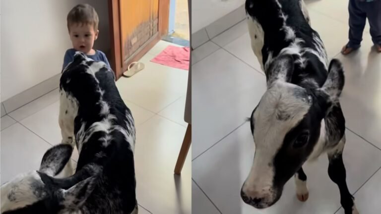 Garotinho e Bezerra: A Cena Inusitada que Viralizou!