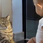 Gata reage de forma hilária a “conversa” com bebê; veja! Gata reage de forma hilária a “conversa” com bebê; veja!