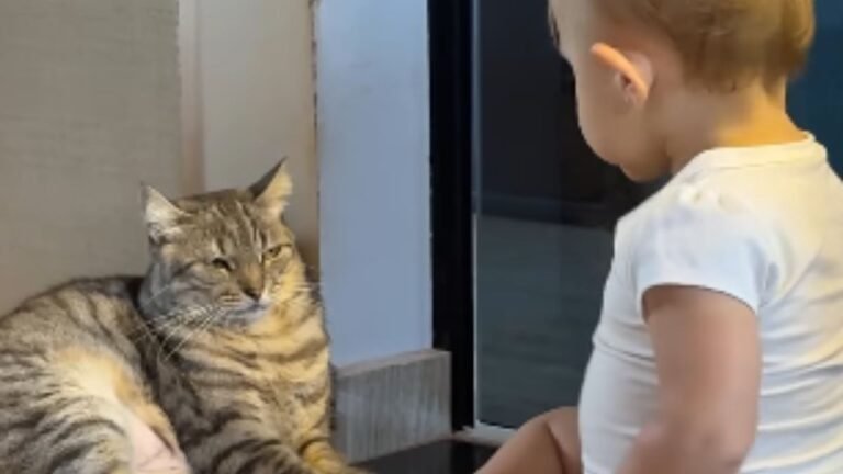 Gata reage de forma hilária a "conversa" com bebê; veja!
