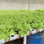 Guia Grátis: Cultive Vegetais com Aquaponia de Forma Simples