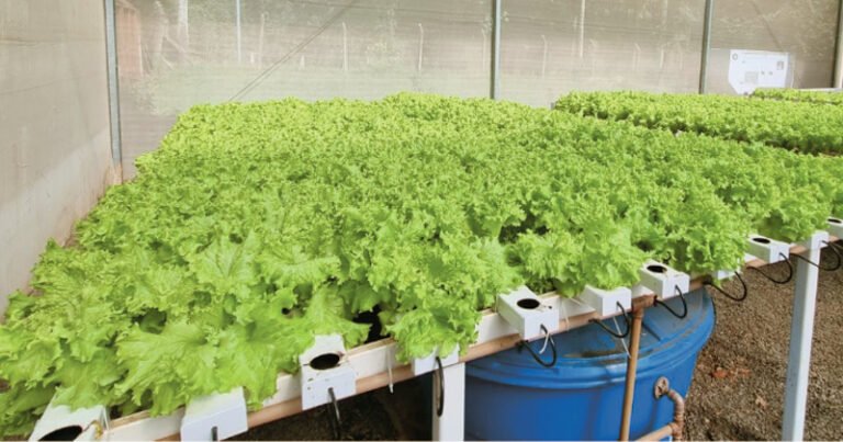 Vários pés de alface plantados sobre um sistema com uma estrutura de aço e abaixo um tambor