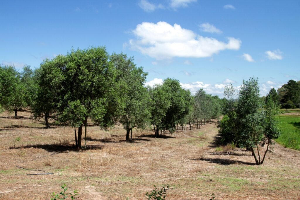 Guia Prático: Como Plantar Oliveiras com Sucesso