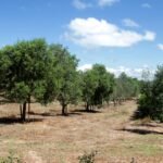 Guia Prático: Como Plantar Oliveiras com Sucesso