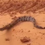 Jiboia ataca carro durante gravação; assista ao vídeo aqui!