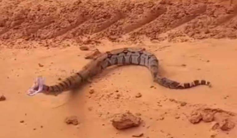 Que susto! Jiboia dá bote em carro ao ser filmada por passageiros; VEJA VÍDEO