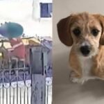 Justiça determina indenização por cadela morta em caminhão de lixo