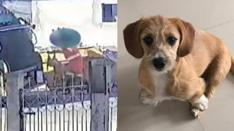 Justiça determina indenização por cadela morta em caminhão de lixo